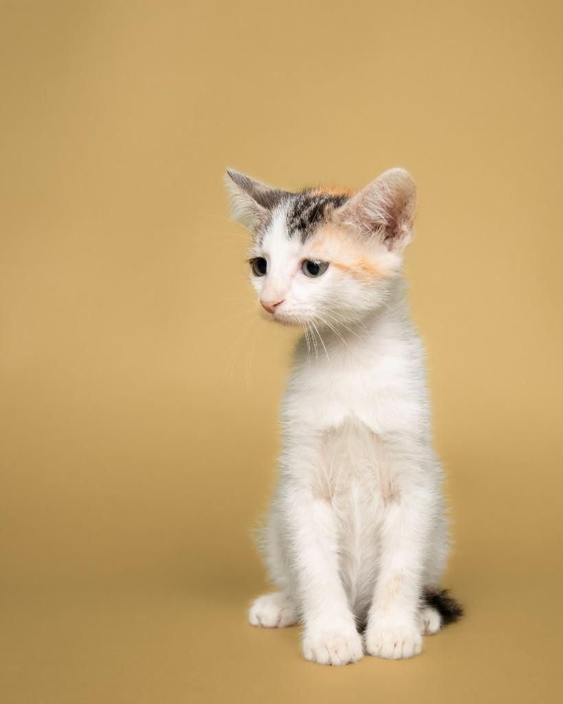 Enlarge Luthien, a Adoptable mixed breed in Rockport, TX image 4/6