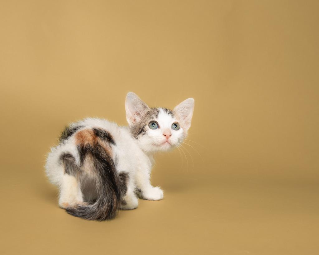 Enlarge Luthien, a Adoptable mixed breed in Rockport, TX image 5/6