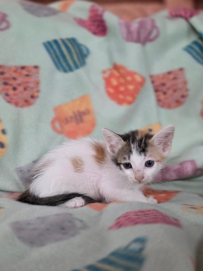 Enlarge Luthien, a Adoptable mixed breed in Rockport, TX image 6/6
