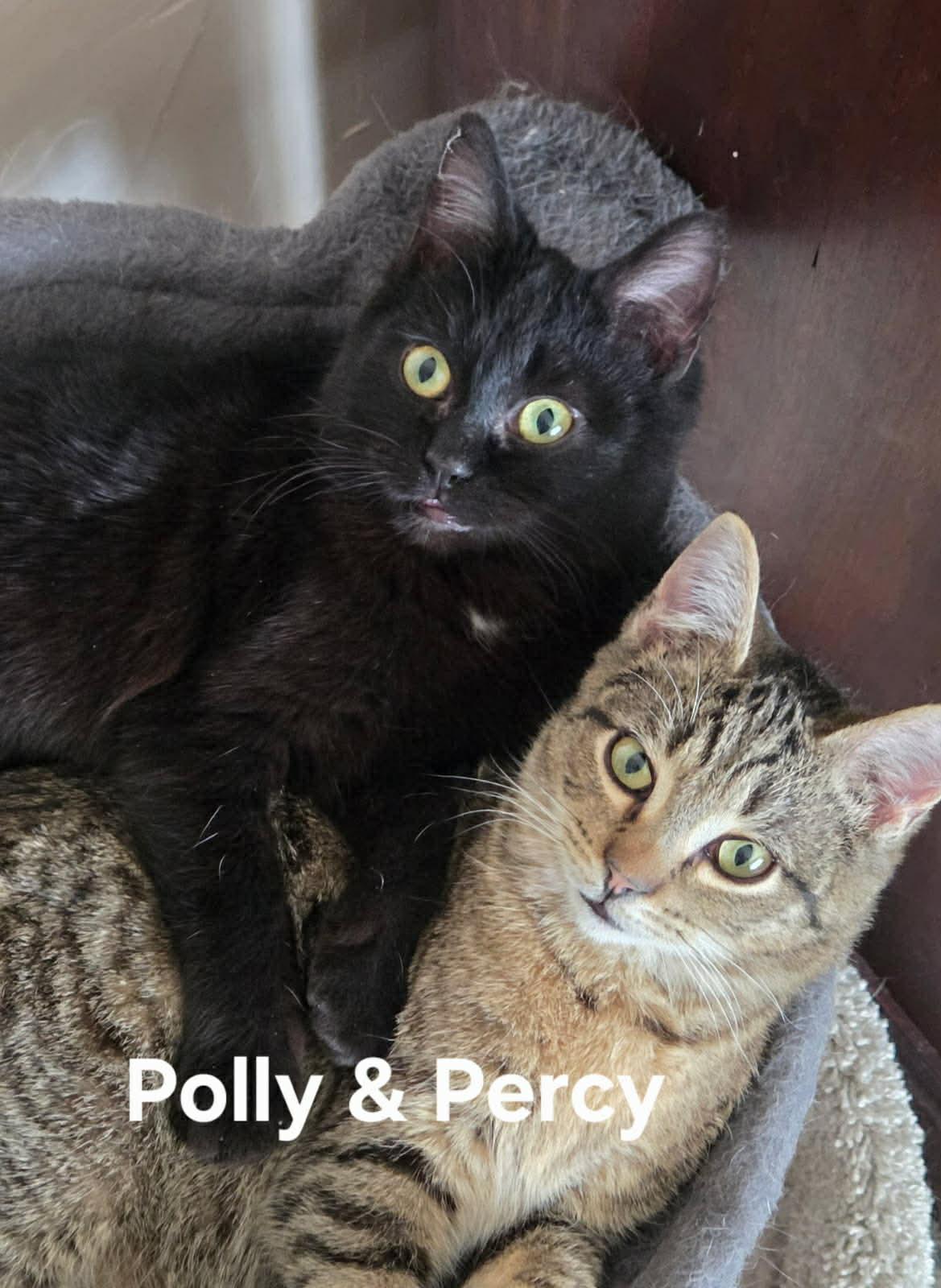 Enlarge Percy, a Adoptable Tabby in Livonia, MI image 2/3