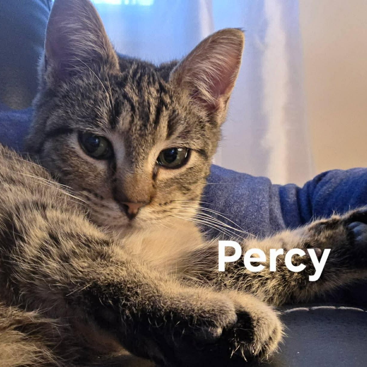 Enlarge Percy, a Adoptable Tabby in Livonia, MI image 1/3