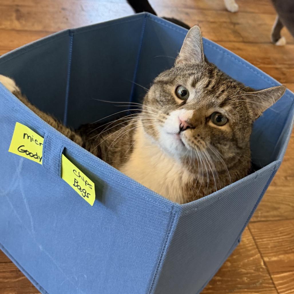 Enlarge Nibbler, a Adoptable Domestic Short Hair in Calverton, NY image 1/6