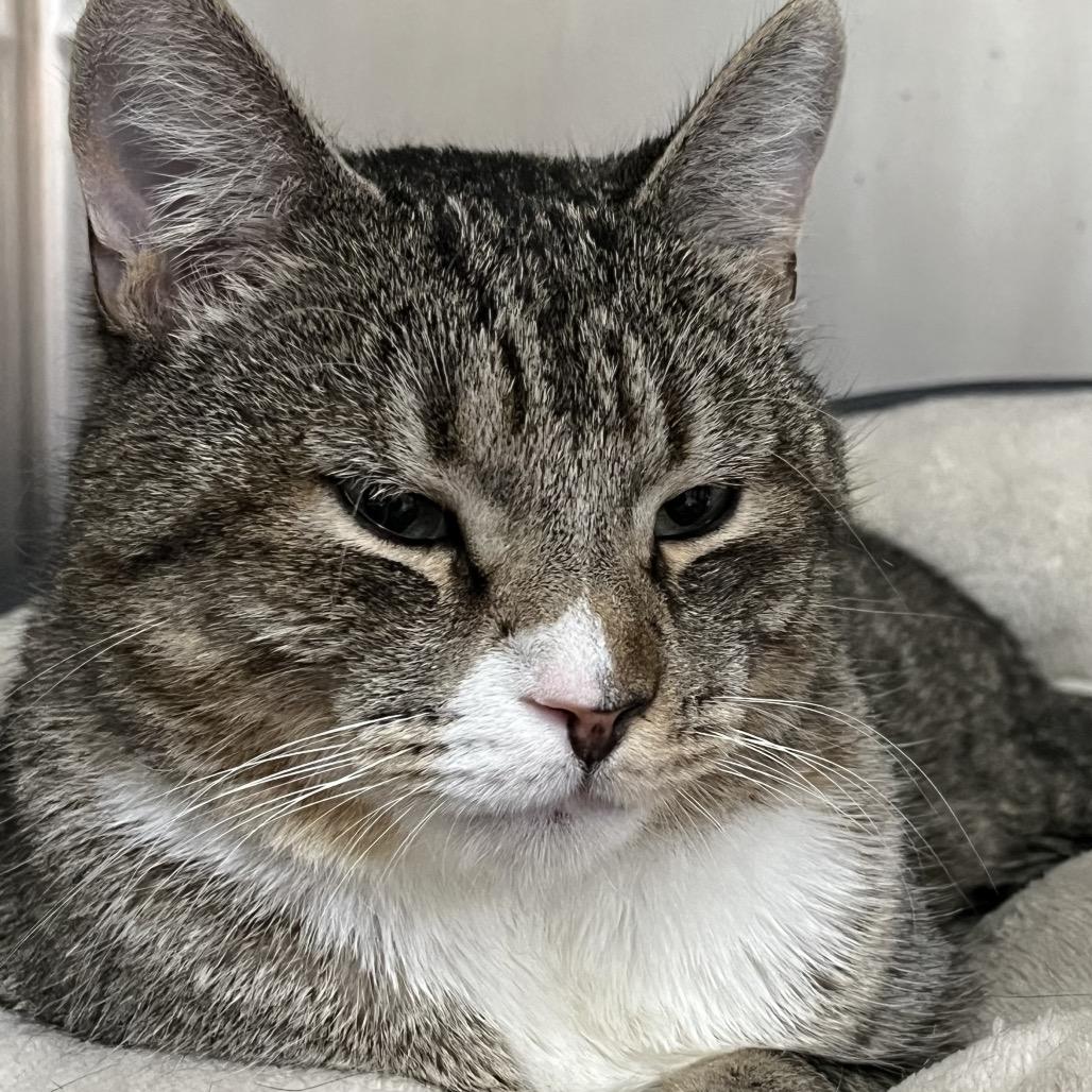 Nibbler, Adoptable, Adult Male Domestic Short Hair.