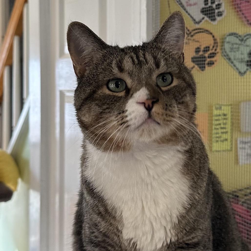 Enlarge Nibbler, a Adoptable Domestic Short Hair in Calverton, NY image 1/4