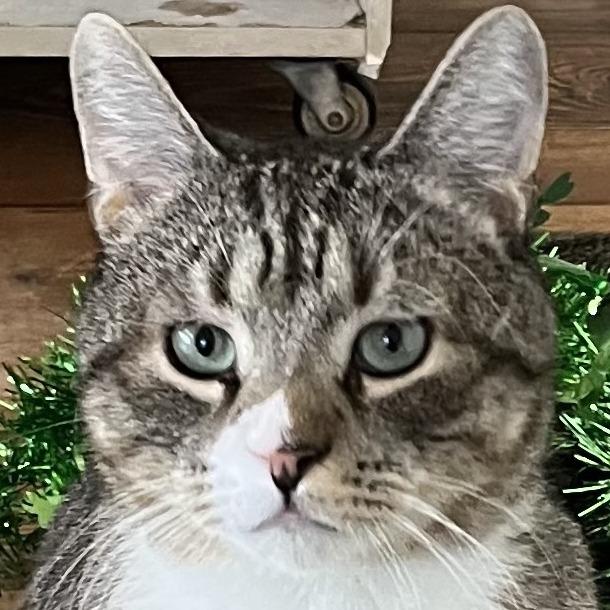 Nibbler, a Adoptable Domestic Short Hair in Calverton, NY image 2/2