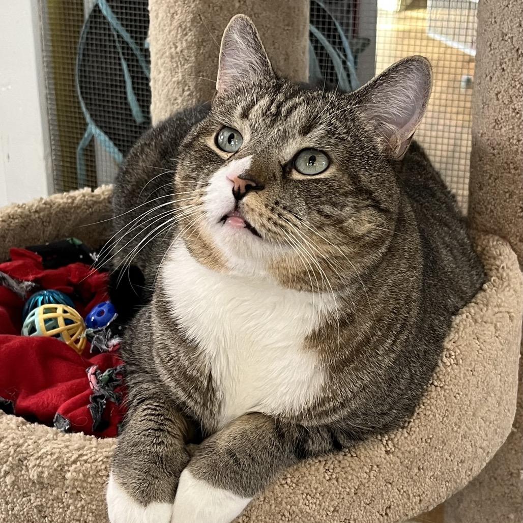 Enlarge Nibbler, a Adoptable Domestic Short Hair in Calverton, NY image 3/5