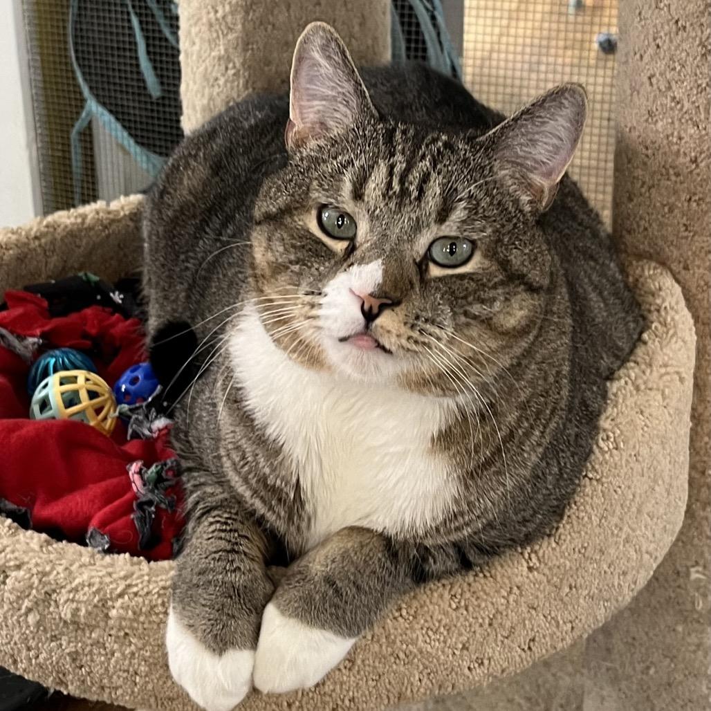 Enlarge Nibbler, a Adoptable Domestic Short Hair in Calverton, NY image 4/5