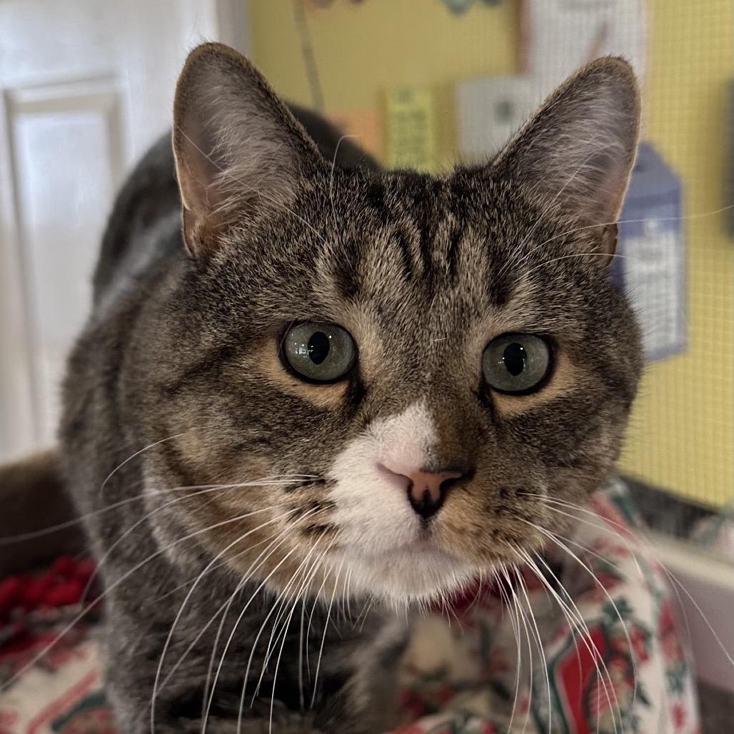 Enlarge Nibbler, a Adoptable Domestic Short Hair in Calverton, NY image 4/4