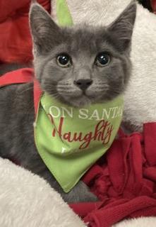 Pandora — thumbnail 2