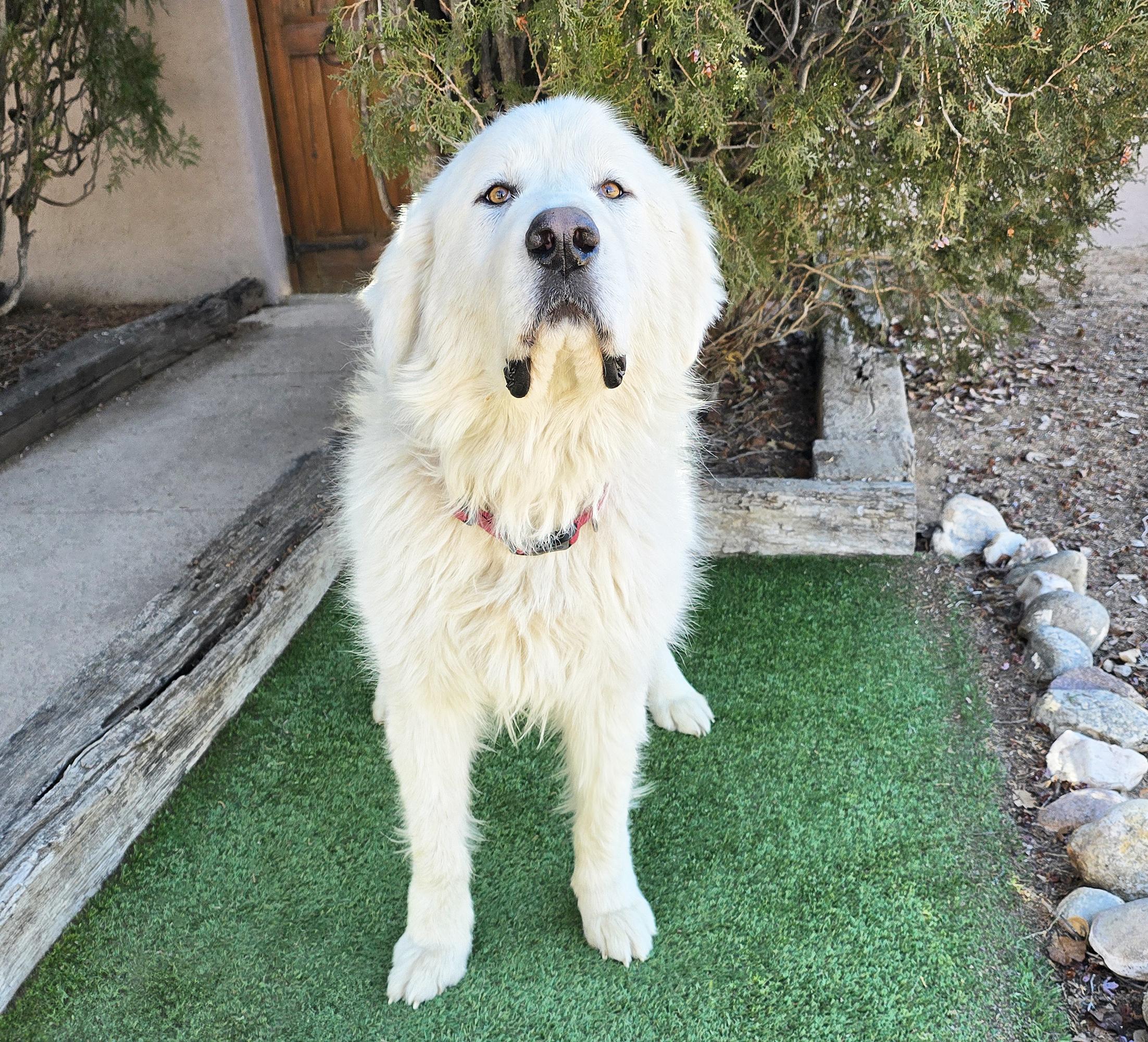 Oohlala Mr Orzo ~ GREAT Pyr ROCK STAR !!!, a Adoptable Great Pyrenees in Albuquerque, NM image 2/4