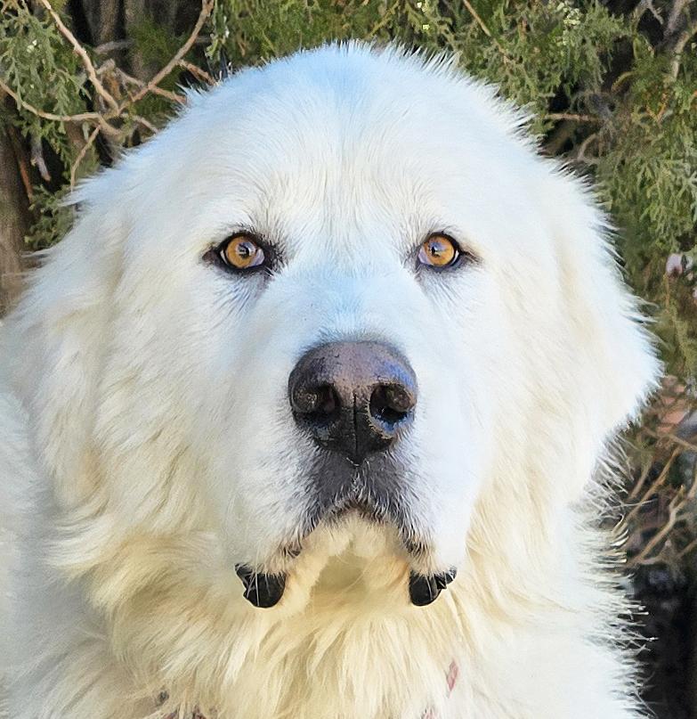 Oohlala Mr Orzo ~ GREAT Pyr ROCK STAR !!!, Adoptable, Young Male Great Pyrenees.