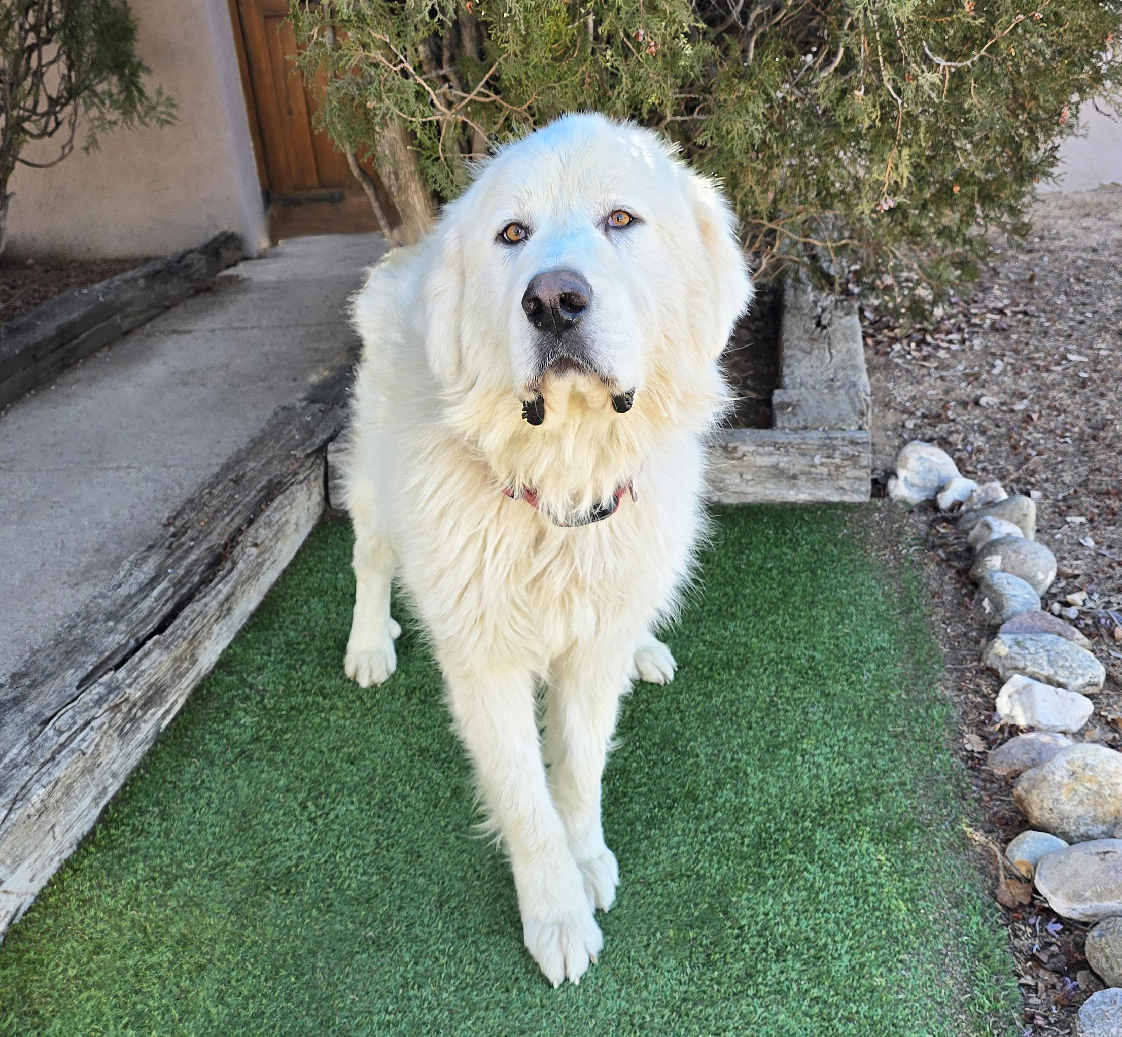 Oohlala Mr Orzo ~ GREAT Pyr ROCK STAR !!!, a Adoptable Great Pyrenees in Albuquerque, NM image 4/4