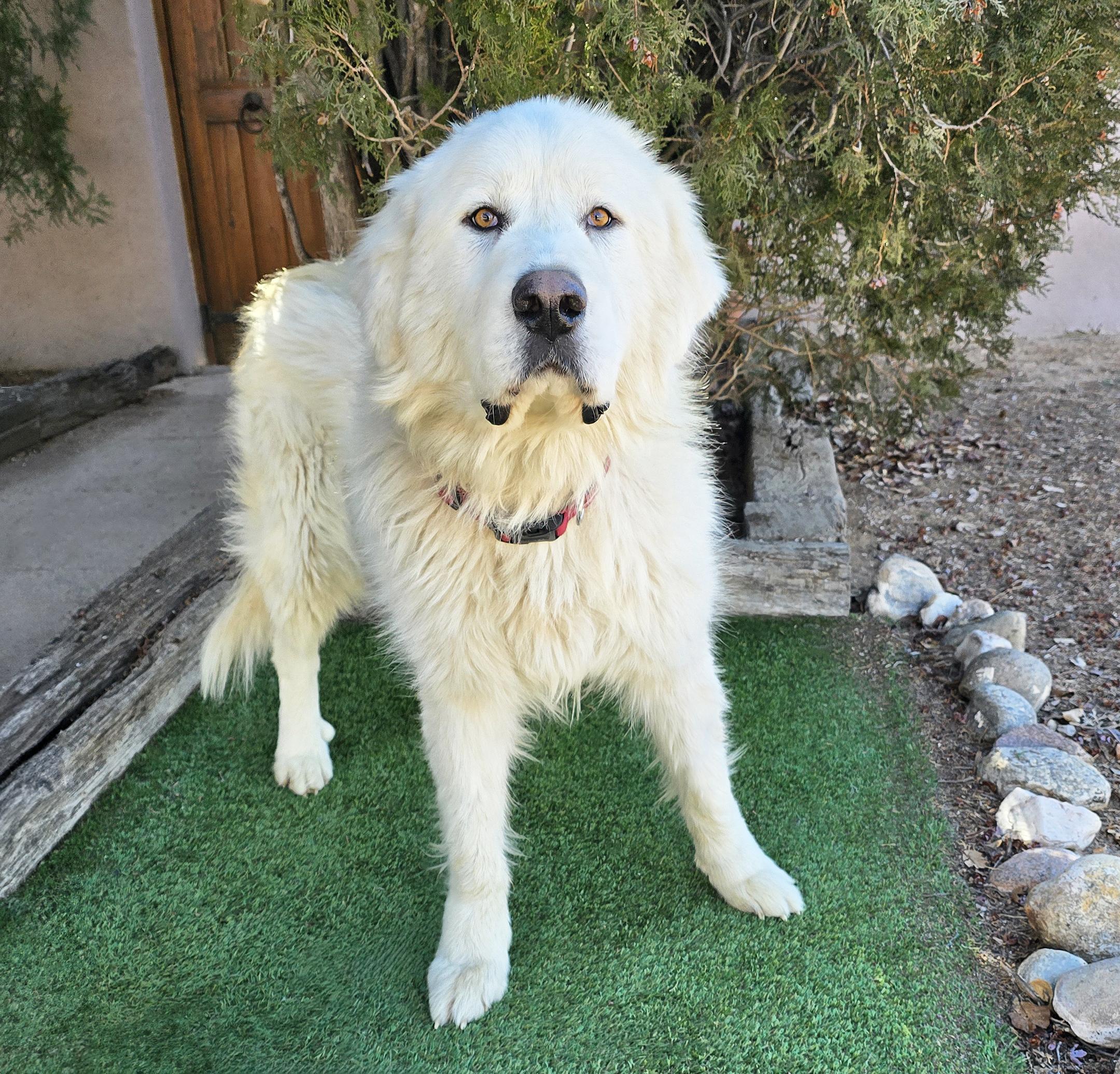 Oohlala Mr Orzo ~ GREAT Pyr ROCK STAR !!!, a Adoptable Great Pyrenees in Albuquerque, NM image 3/4