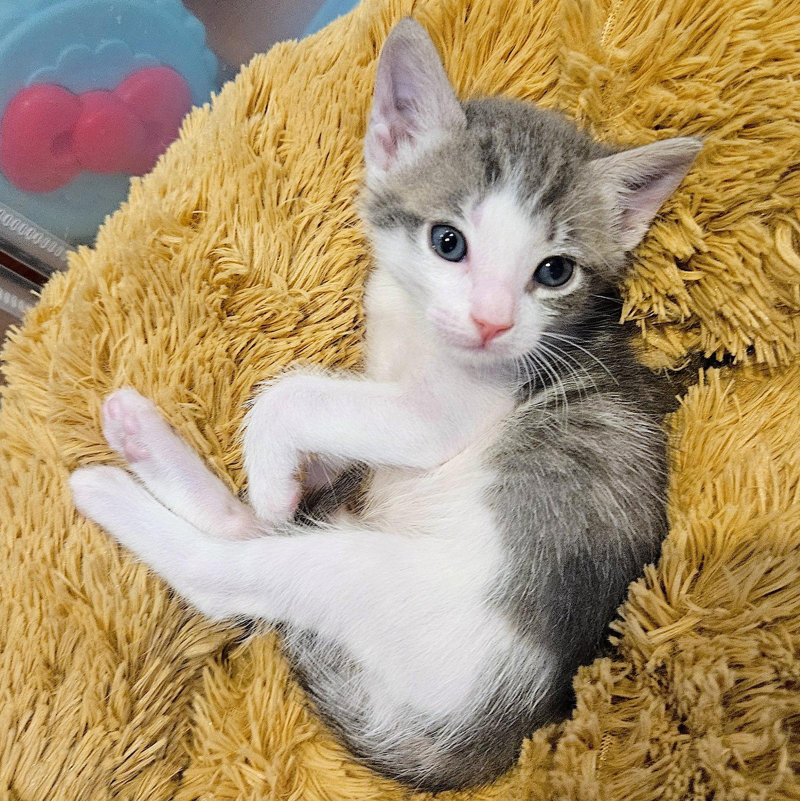 Elio, Adoptable, Kitten Male Domestic Short Hair.