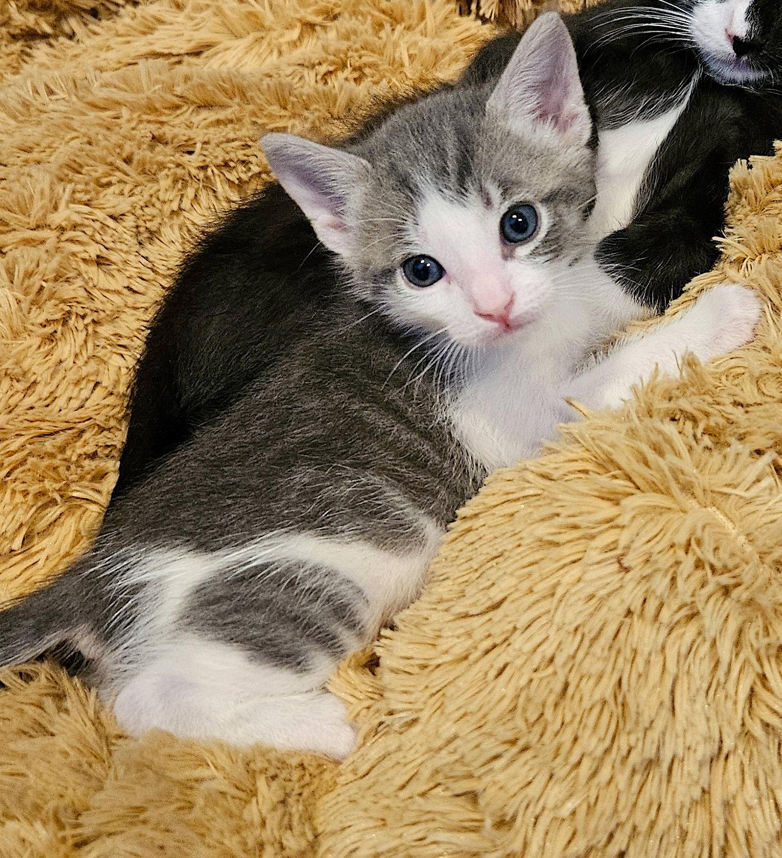 Enlarge Elio, a Adoptable Domestic Short Hair in Fremont, CA image 3/3