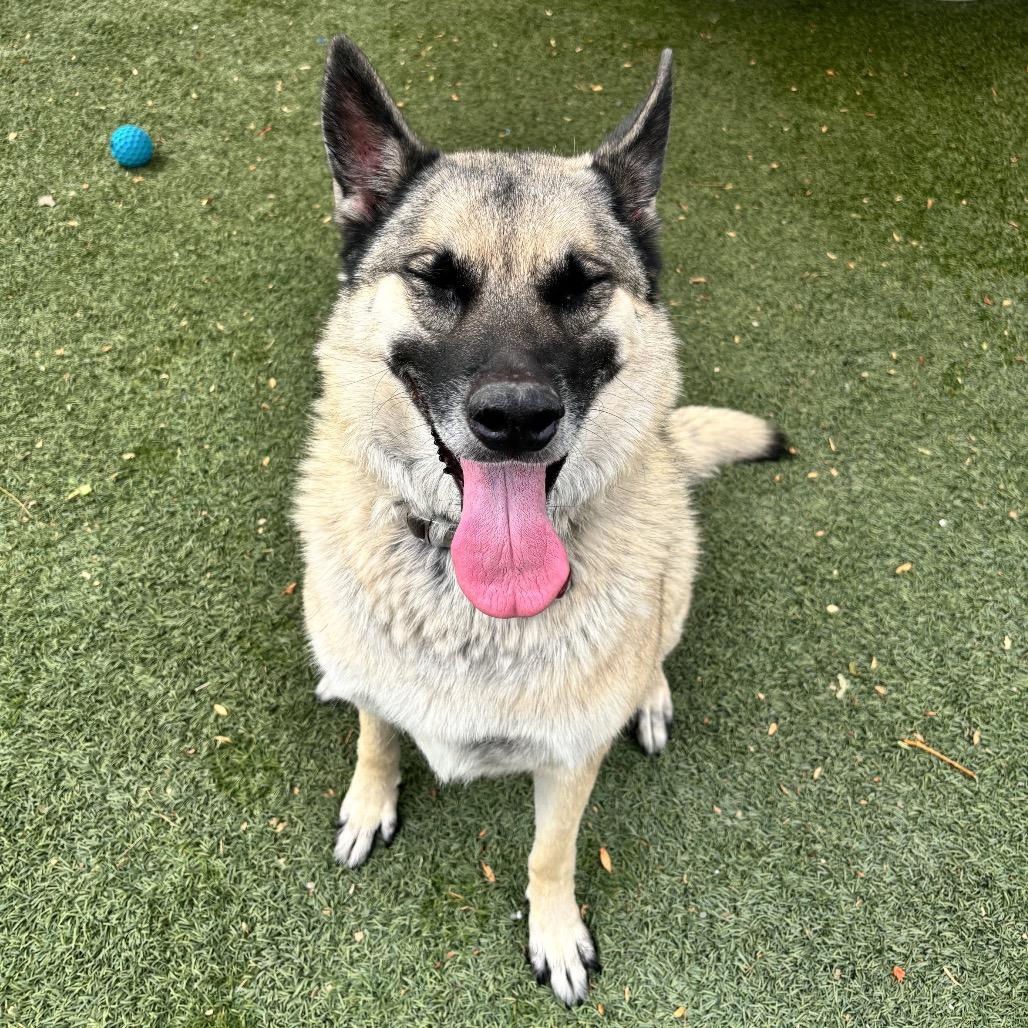 Chevy, Adoptable, Adult Male Shepherd & Mixed Breed.