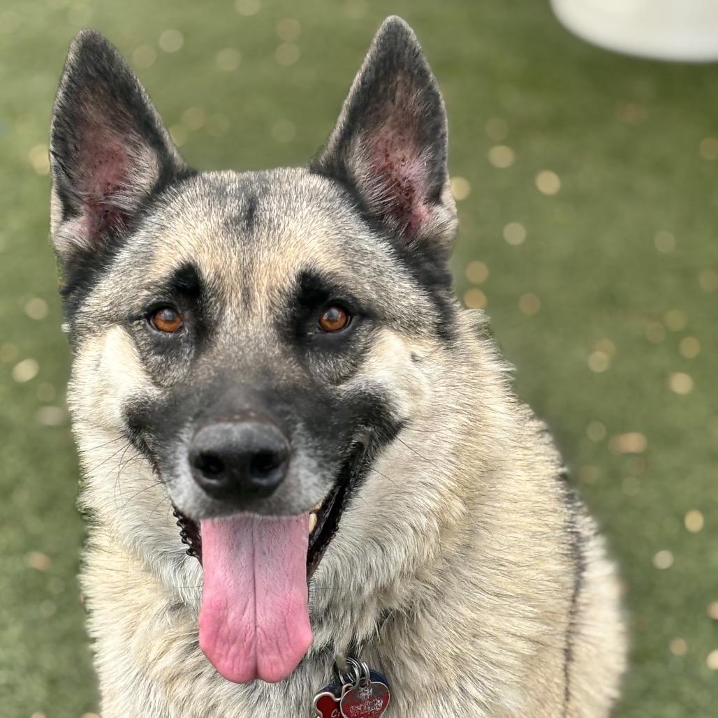 Chevy, a Adoptable mixed breed in Henderson, NV image 2/3