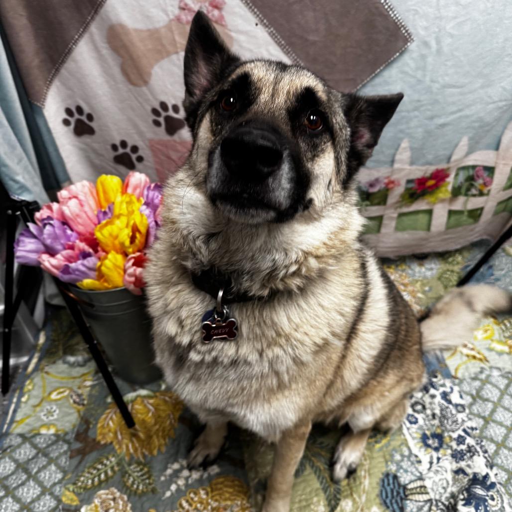 Chevy, a Adoptable mixed breed in Henderson, NV image 3/3