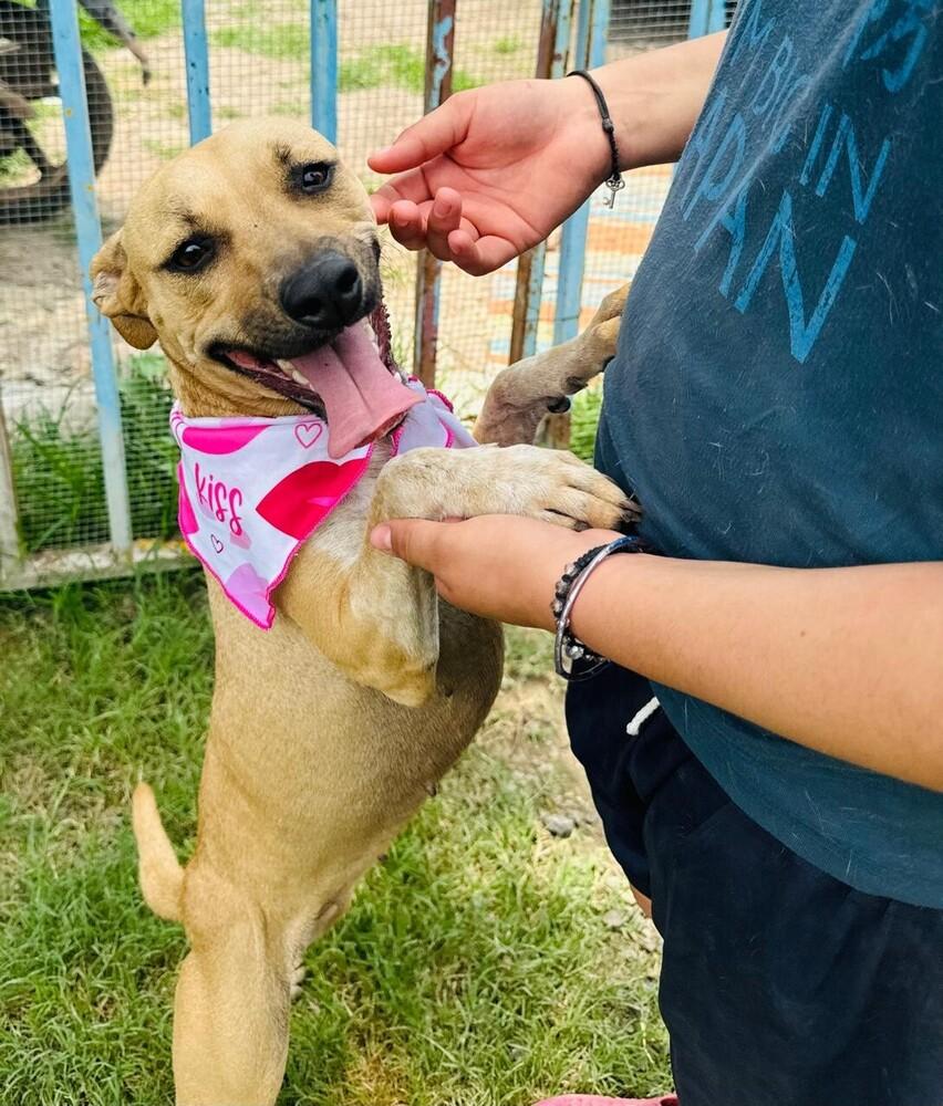 ELLIE, Adoptable, Young Female Labrador Retriever.