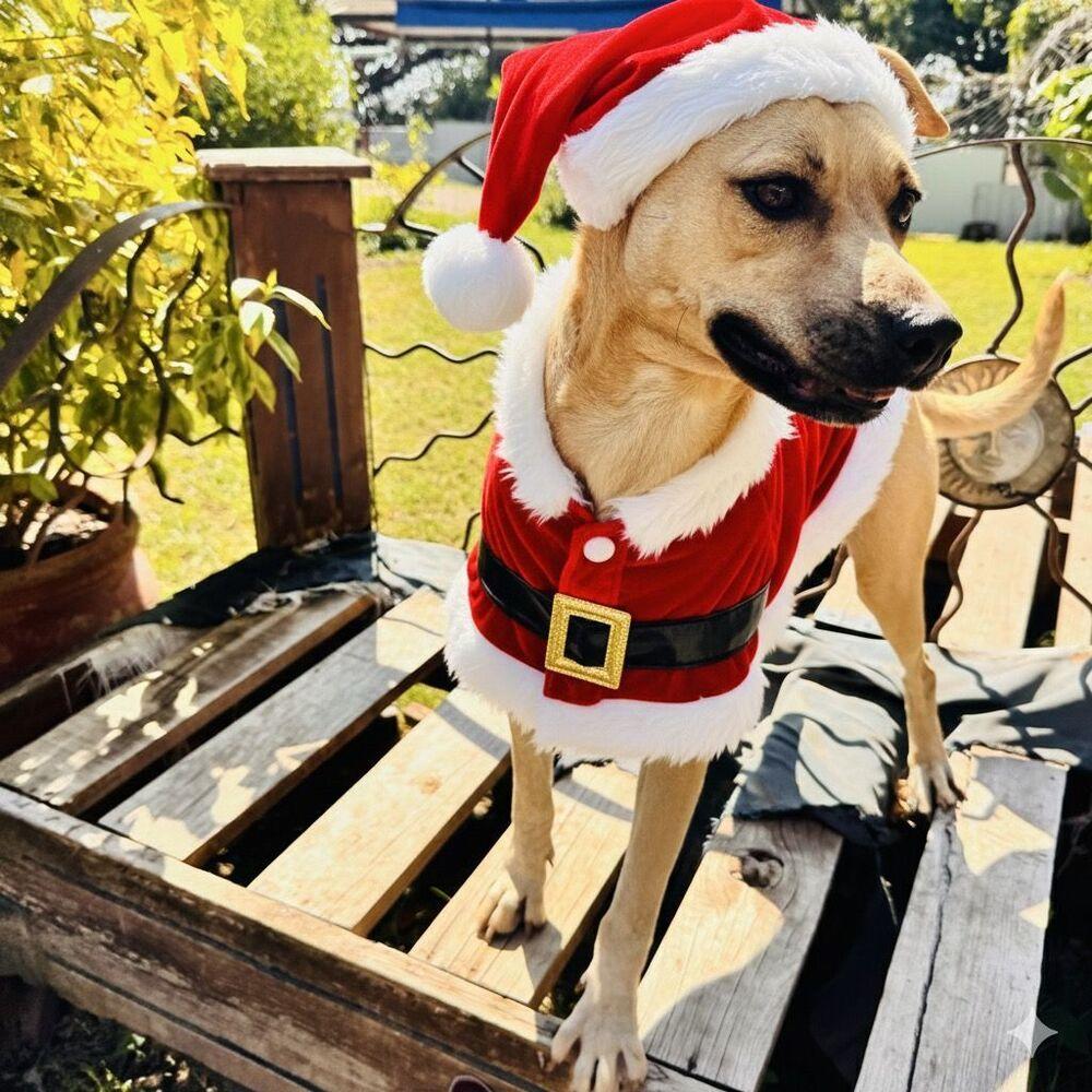 ELLIE, a Adoptable mixed breed in Langley, BC image 2/6