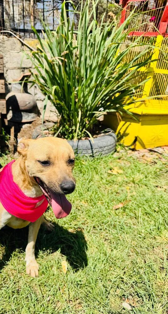 ELLIE, a Adoptable mixed breed in Langley, BC image 3/6