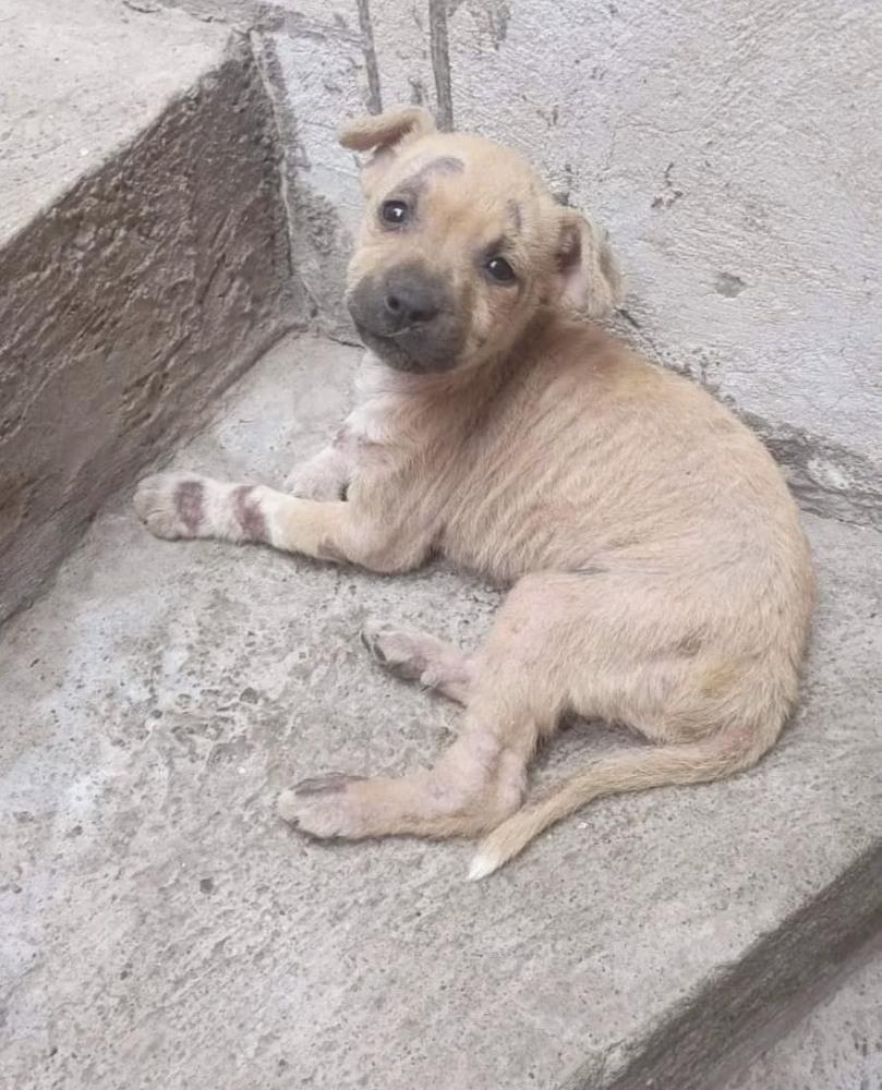 ELLIE, a Adoptable mixed breed in Langley, BC image 4/6