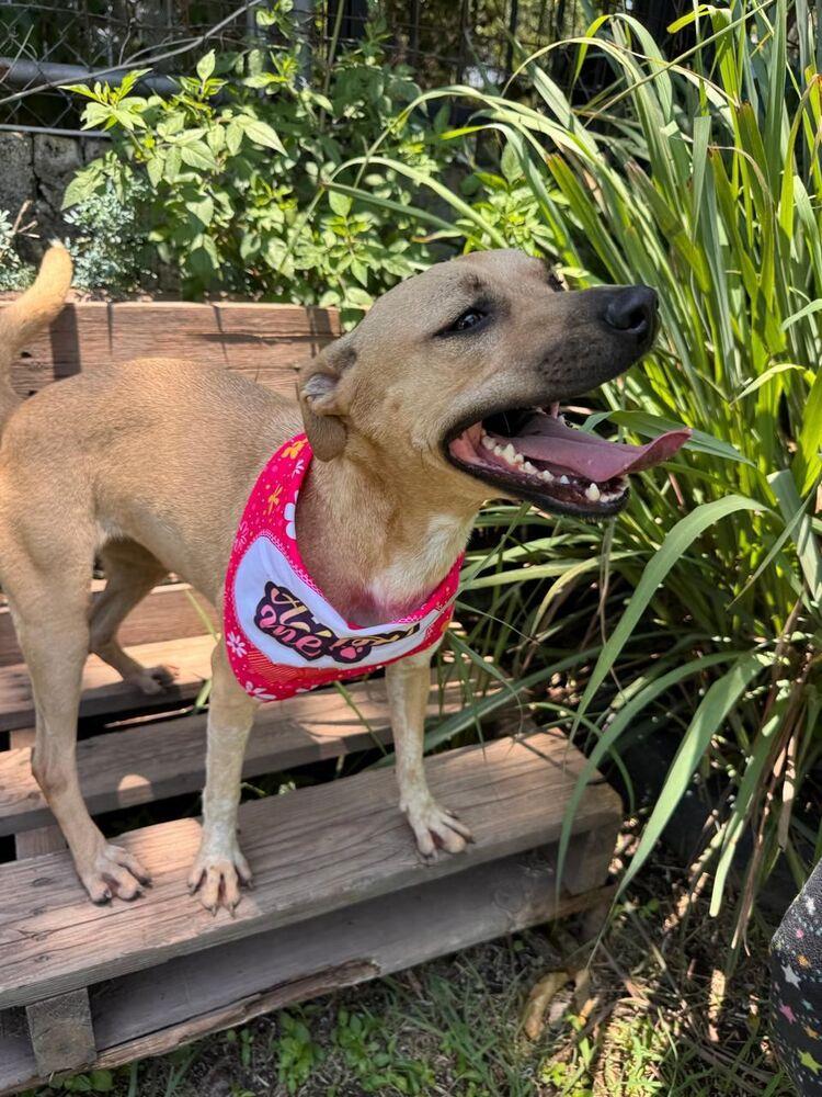 ELLIE, Adoptable, Young Female Labrador Retriever.