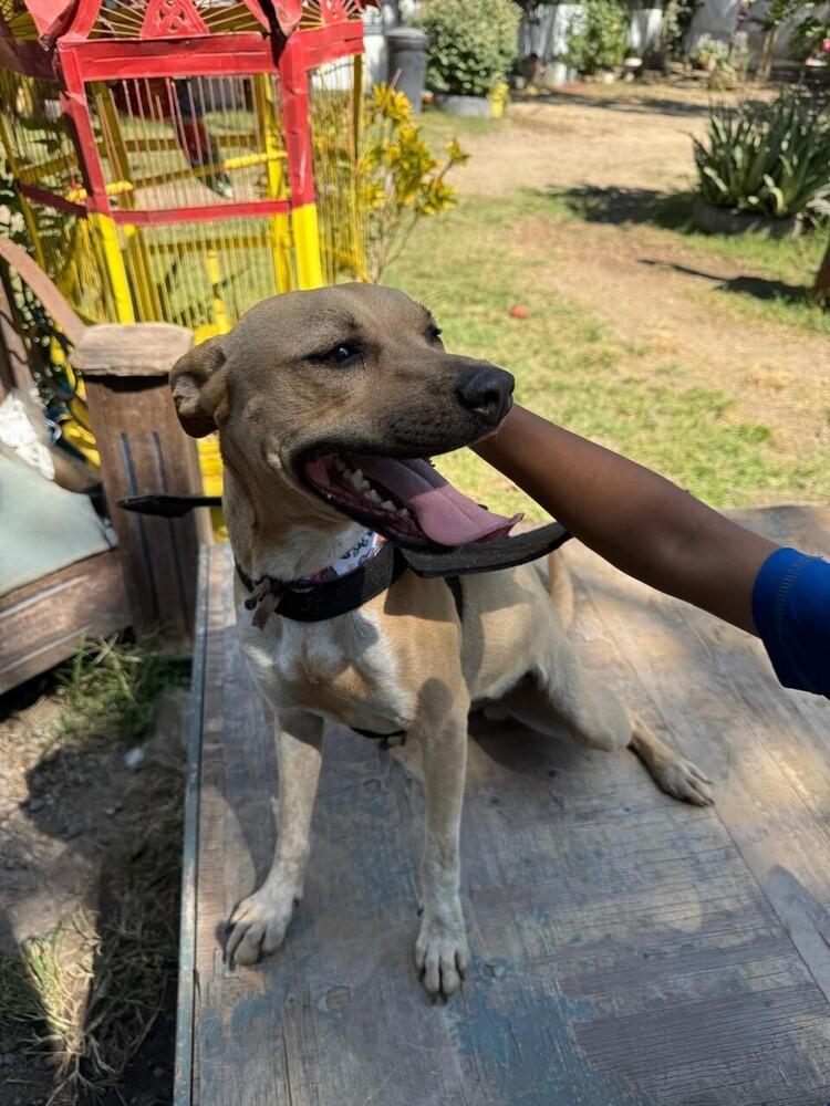 ELLIE, a Adoptable mixed breed in Langley, BC image 6/6