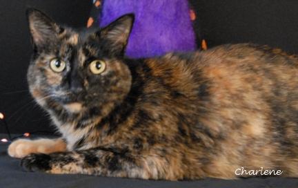 Sprinkles, a Adoptable Tortoiseshell image 1/2