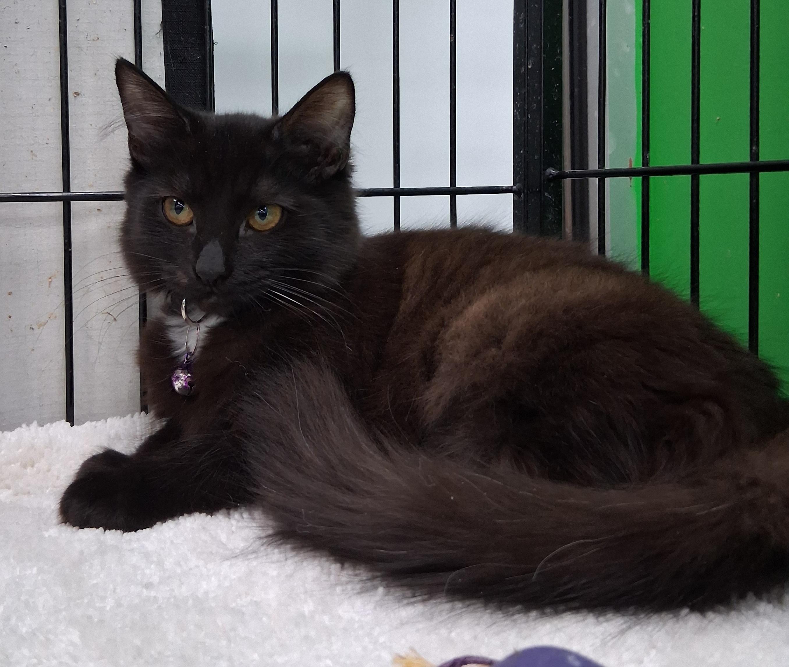 Enlarge Aubrey's Angels, a ADOPTABLE Domestic Medium Hair in Bear, DE image 1/6