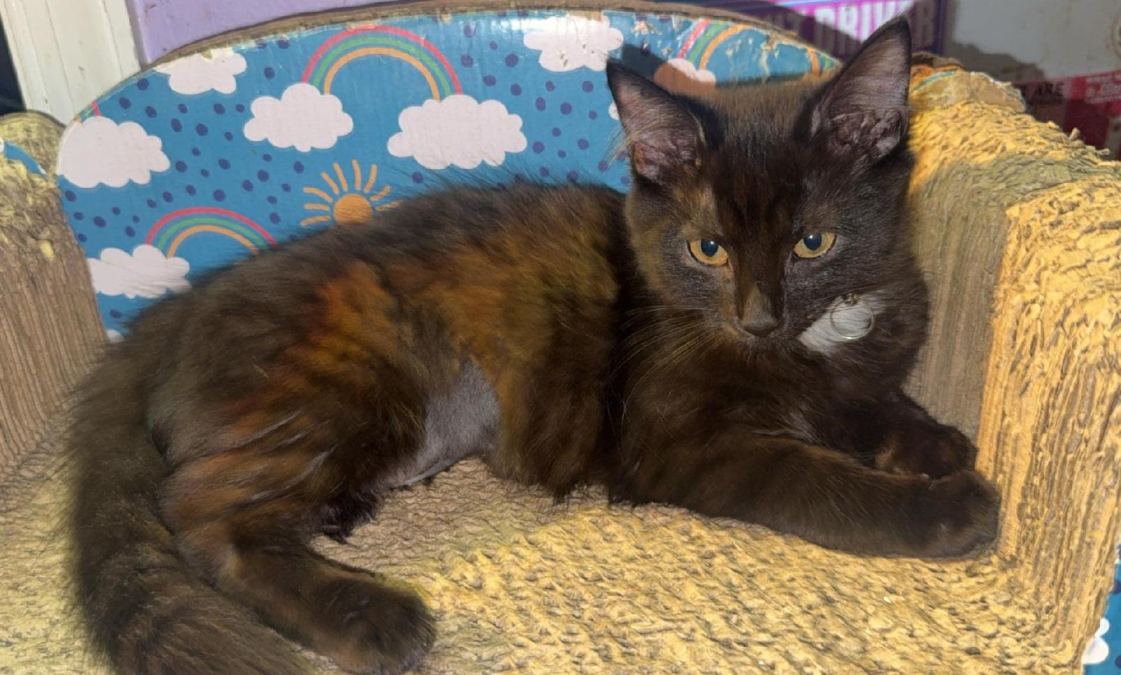 Enlarge Aubrey's Angels, a ADOPTABLE Domestic Medium Hair in Bear, DE image 3/6