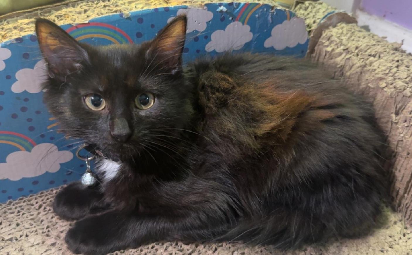 Enlarge Aubrey's Angels, a ADOPTABLE Domestic Medium Hair in Bear, DE image 4/6