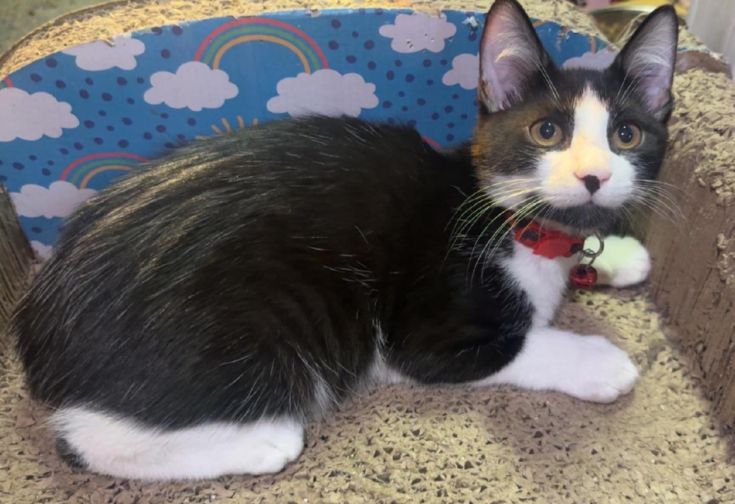 Enlarge Aubrey's Angels, a ADOPTABLE Domestic Medium Hair in Bear, DE image 5/6