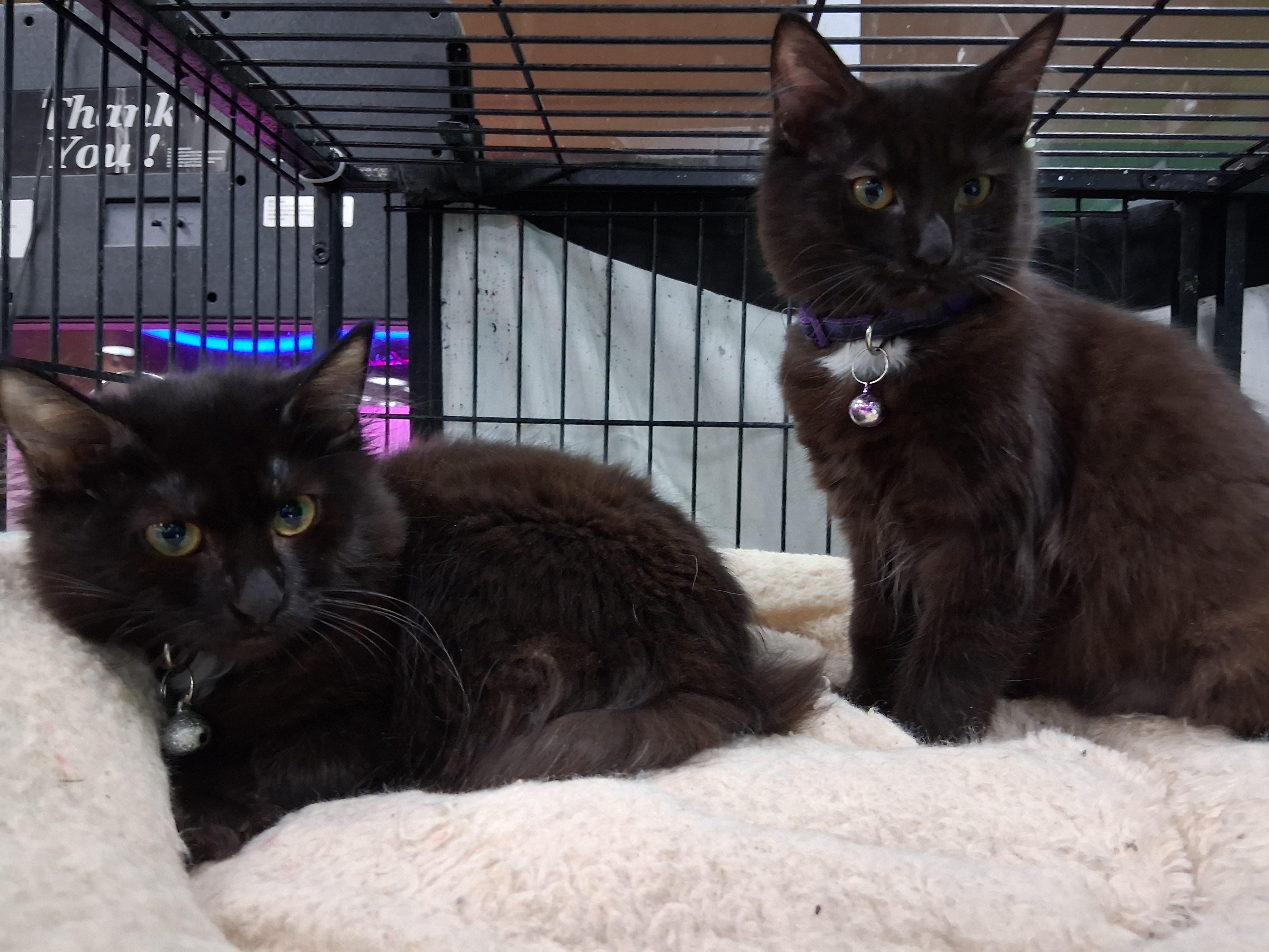 Enlarge Aubrey's Angels, a ADOPTABLE Domestic Medium Hair in Bear, DE image 2/6