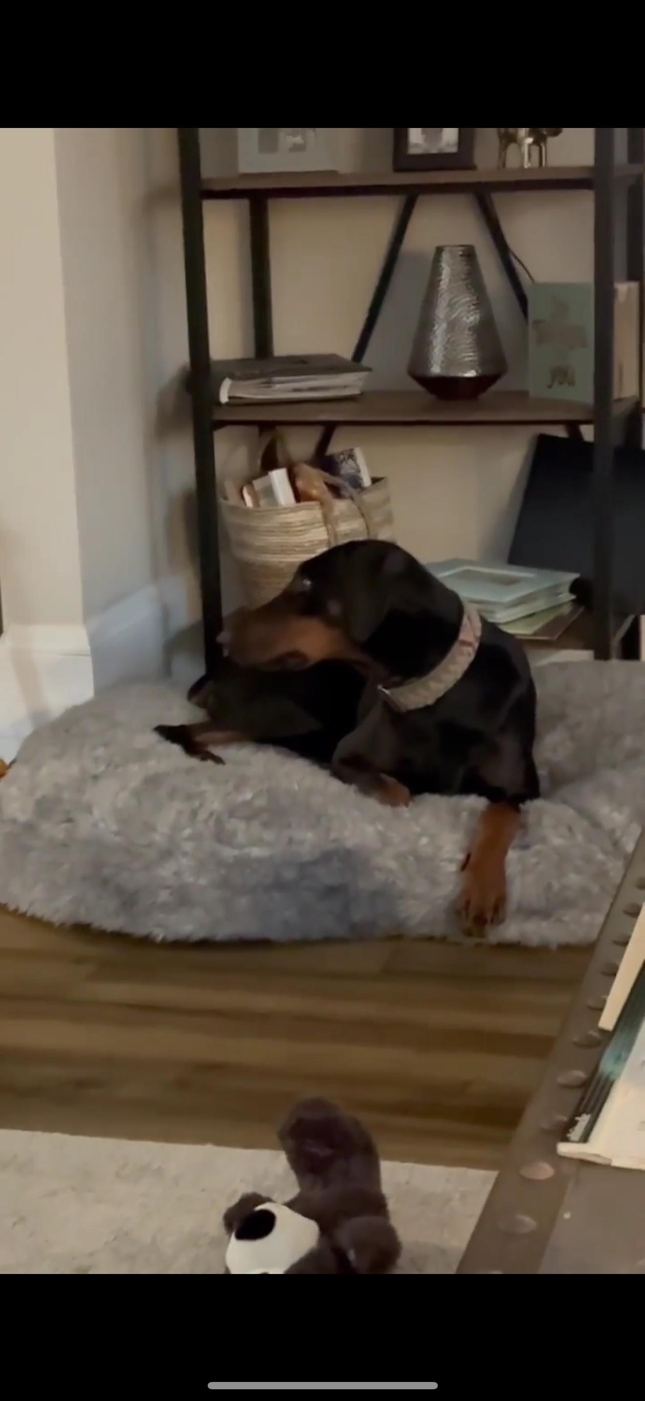 Enlarge Rizzo, a Adopted Doberman Pinscher in Shoreline, WA image 1/6