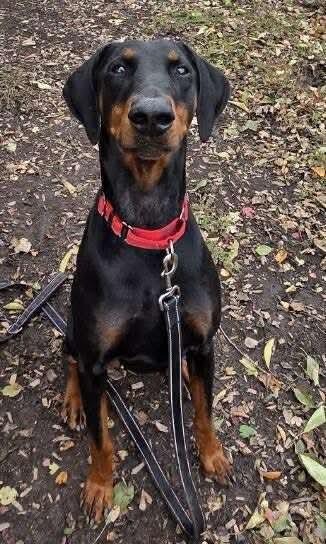 Enlarge Rizzo, a Adopted Doberman Pinscher in Shoreline, WA image 2/6