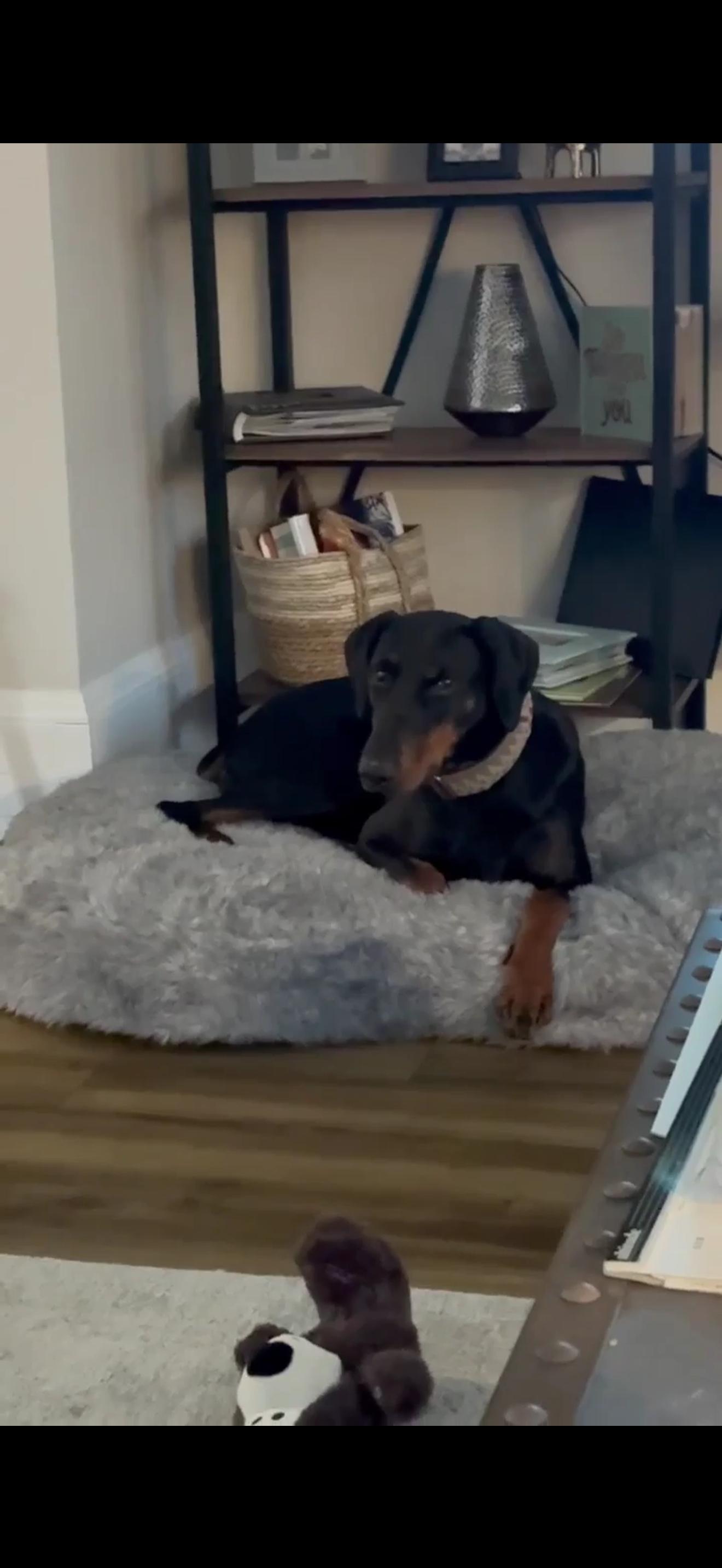 Enlarge Rizzo, a Adopted Doberman Pinscher in Shoreline, WA image 3/6