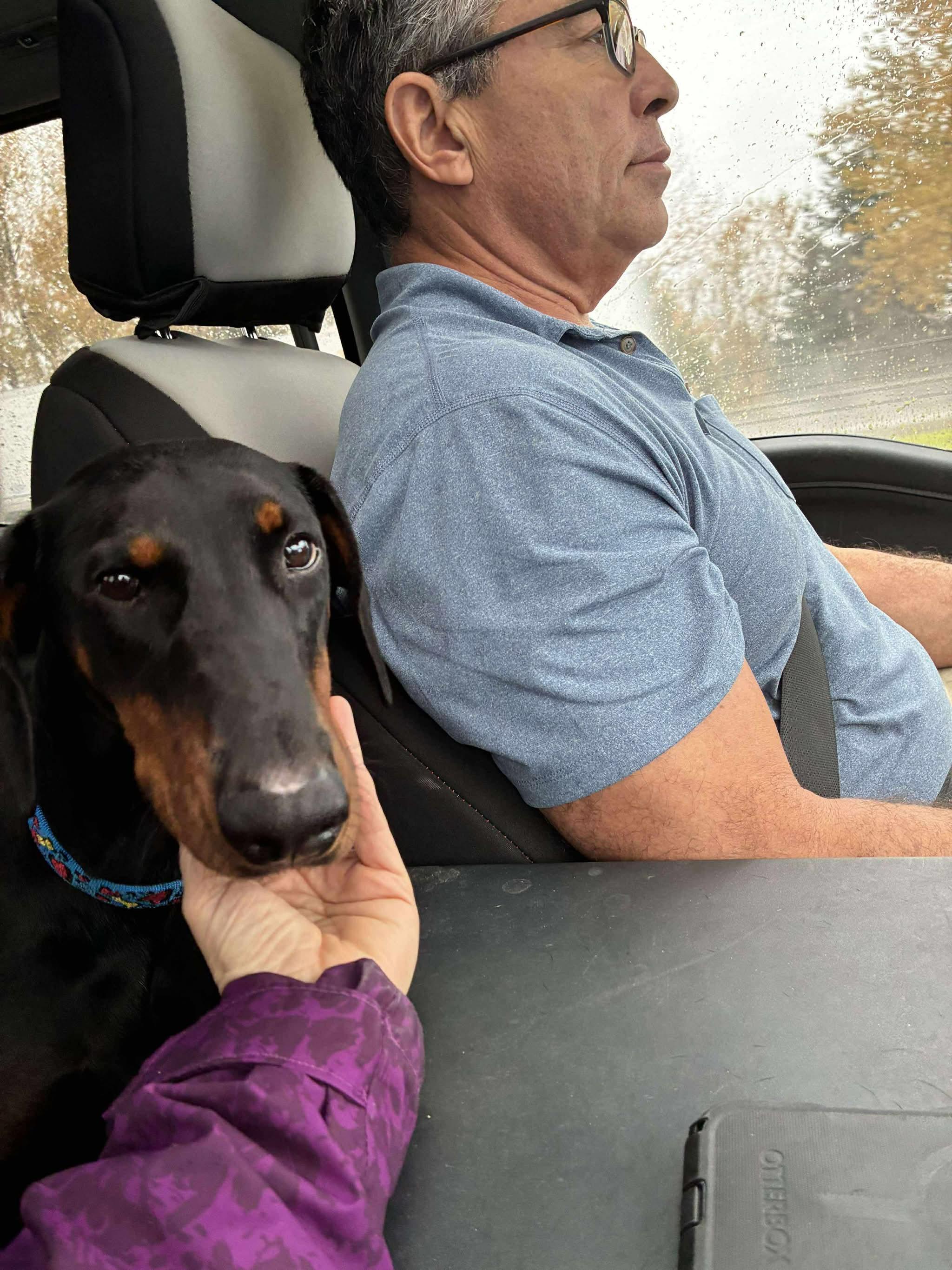 Enlarge Rizzo, a Adopted Doberman Pinscher in Shoreline, WA image 4/6