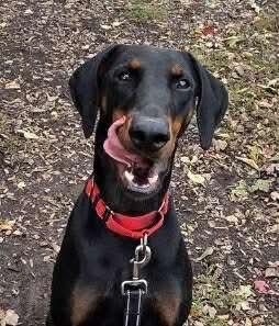 Enlarge Rizzo, a Adopted Doberman Pinscher in Shoreline, WA image 6/6