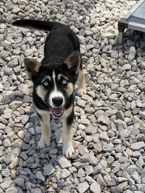 Percy, adopted, Young Male Siberian Husky.