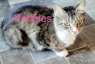 Pebbles, Adoptable, Kitten Female Exotic Shorthair & Domestic Long Hair.