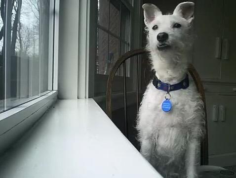 Enlarge Max, a Adopted mixed breed in Poughkeepsie, NY image 1/5