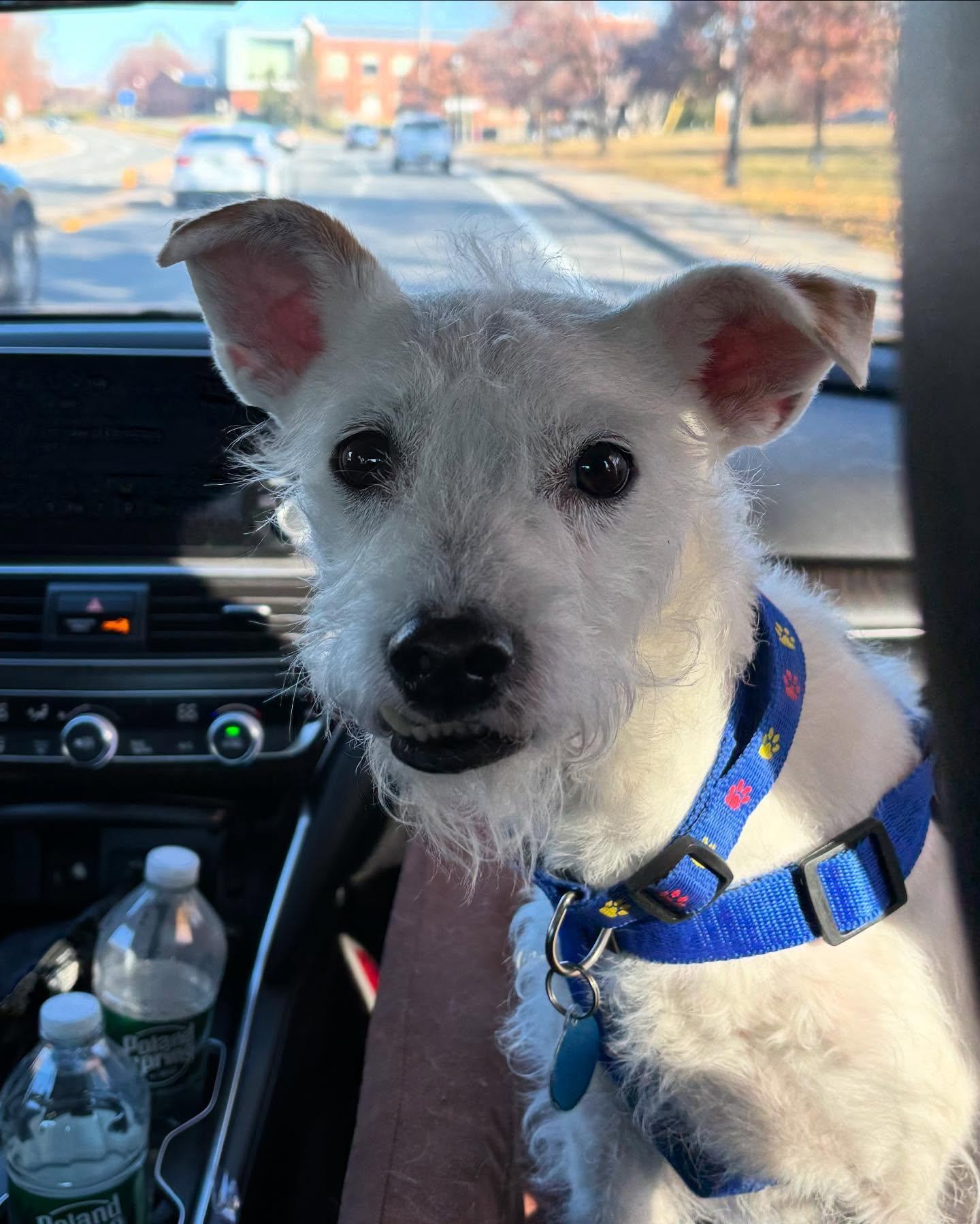 Max, Adopted, Adult Male Terrier.