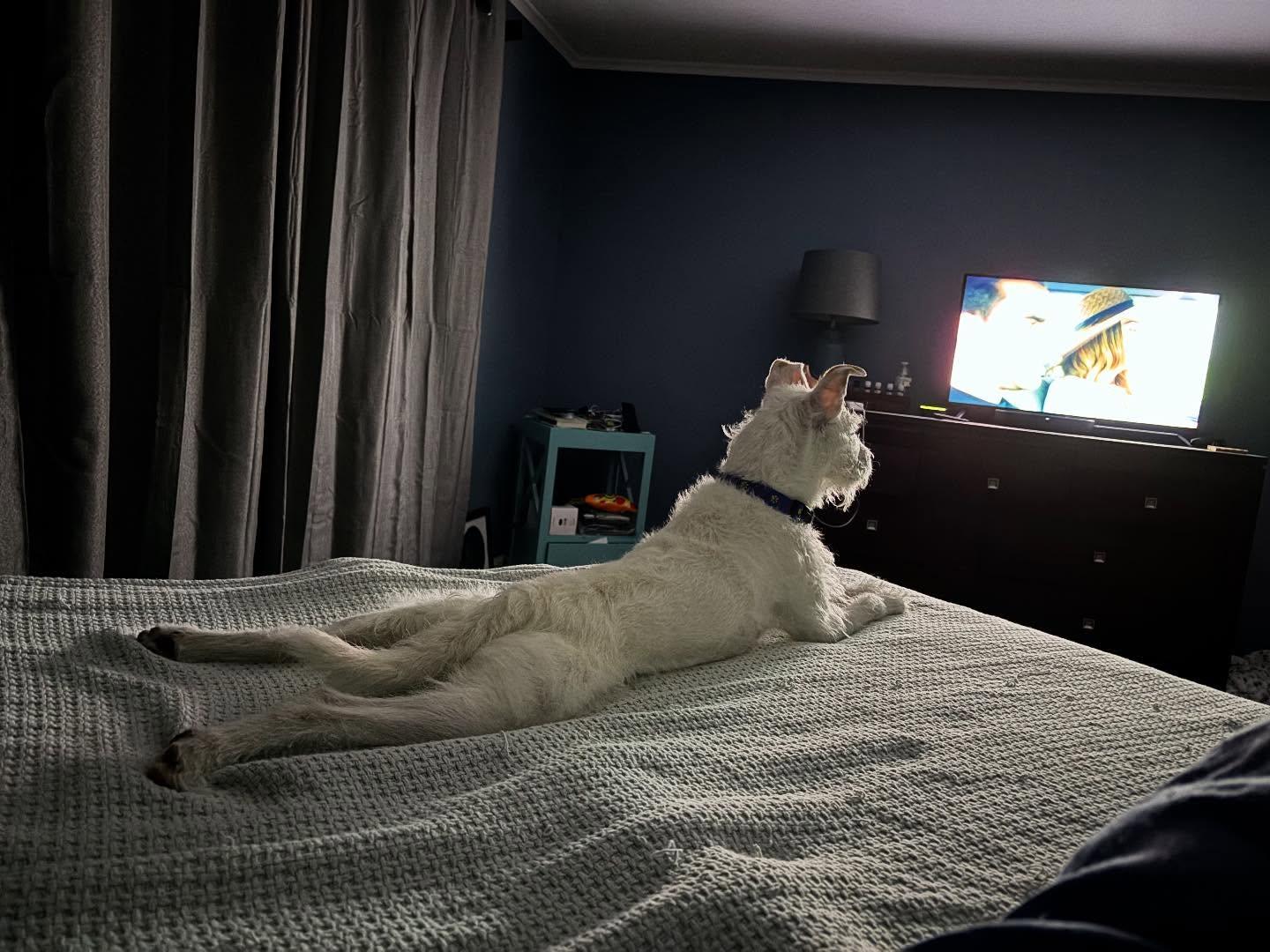 Enlarge Max, a Adopted mixed breed in Poughkeepsie, NY image 3/5