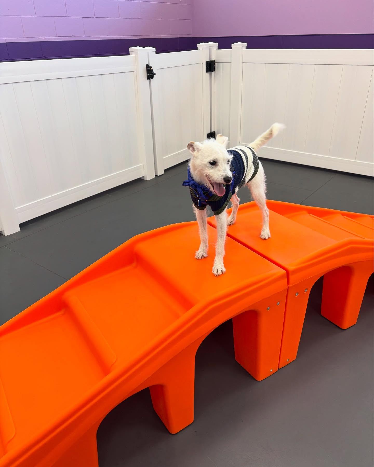 Enlarge Max, a Adopted mixed breed in Poughkeepsie, NY image 4/5