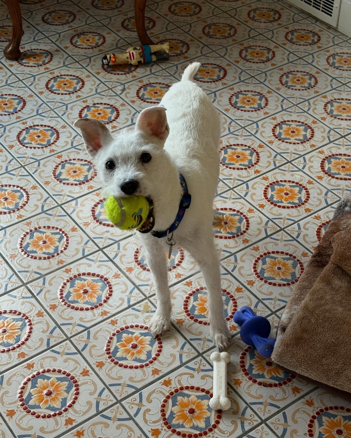 Enlarge Max, a Adopted mixed breed in Poughkeepsie, NY image 5/5