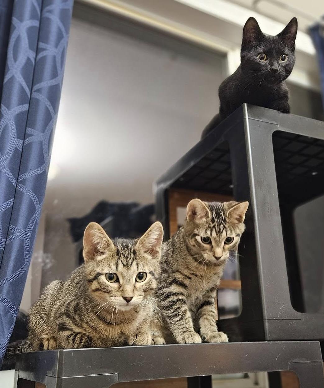 Spice Kittens - 2 available