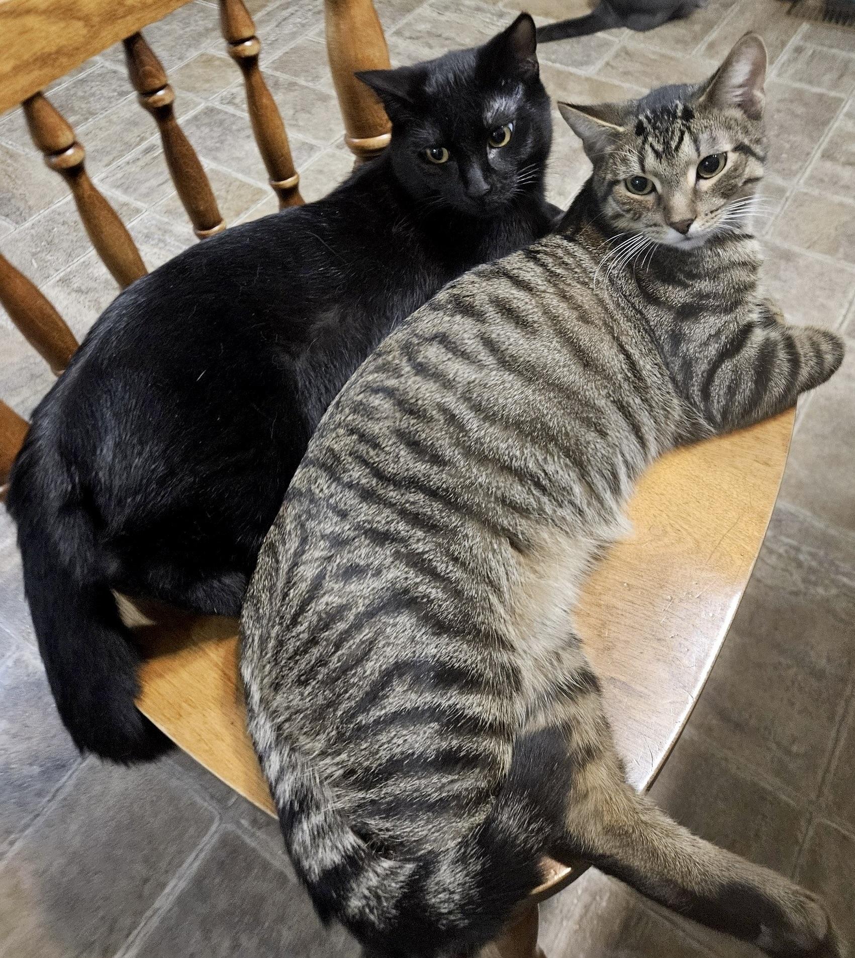 Spice Kittens - 2 available