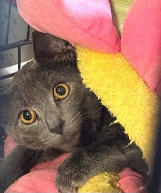 Enlarge Smoky, a Adoptable Domestic Short Hair in Evans City, PA image 1/5