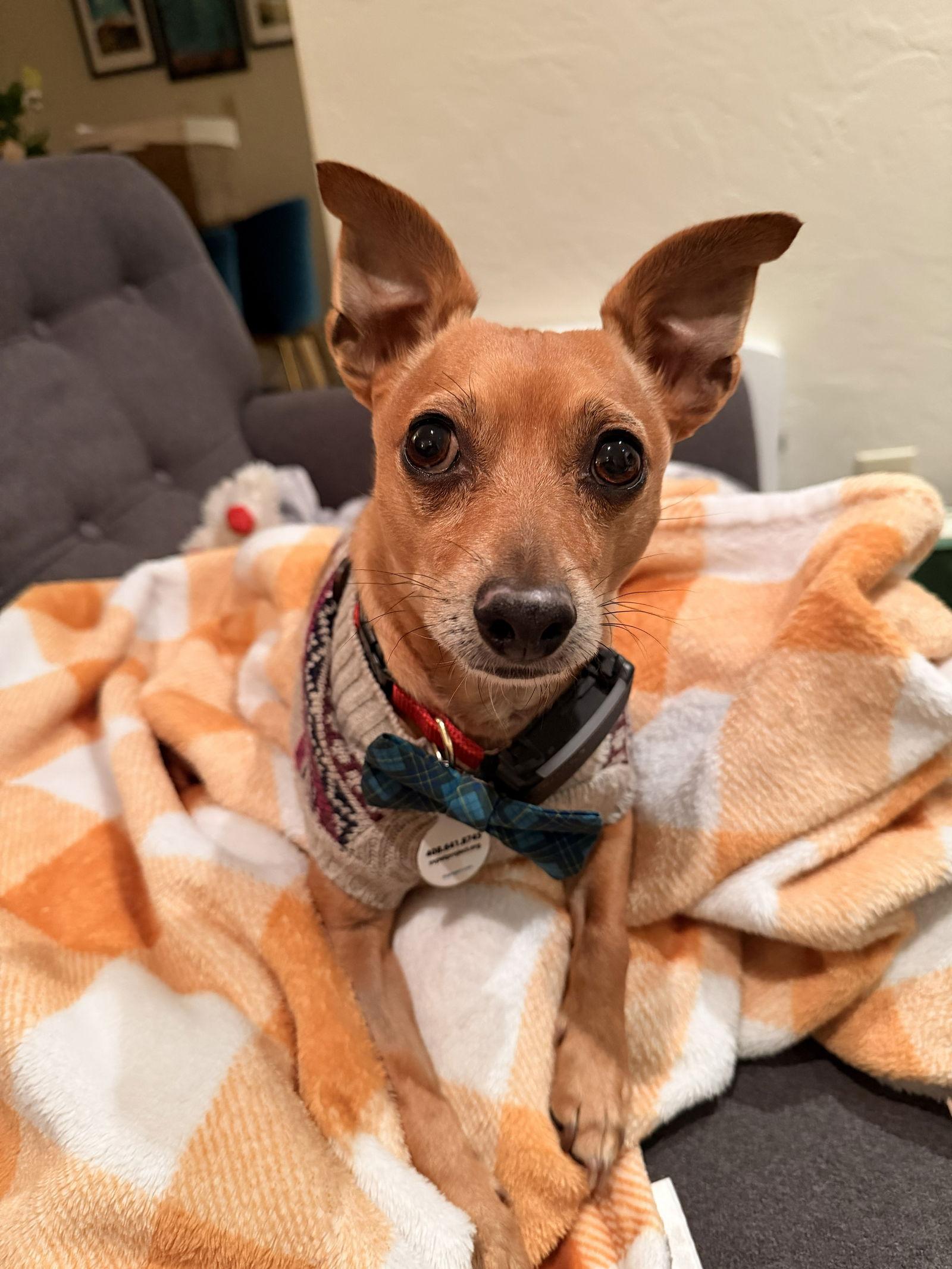 Gucci, Adoptable, Senior Male Chihuahua.